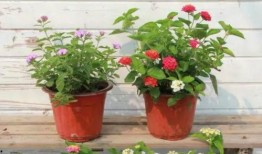 豆浆工厂爆料视频大全最新,最新爆料视频大全深度解析